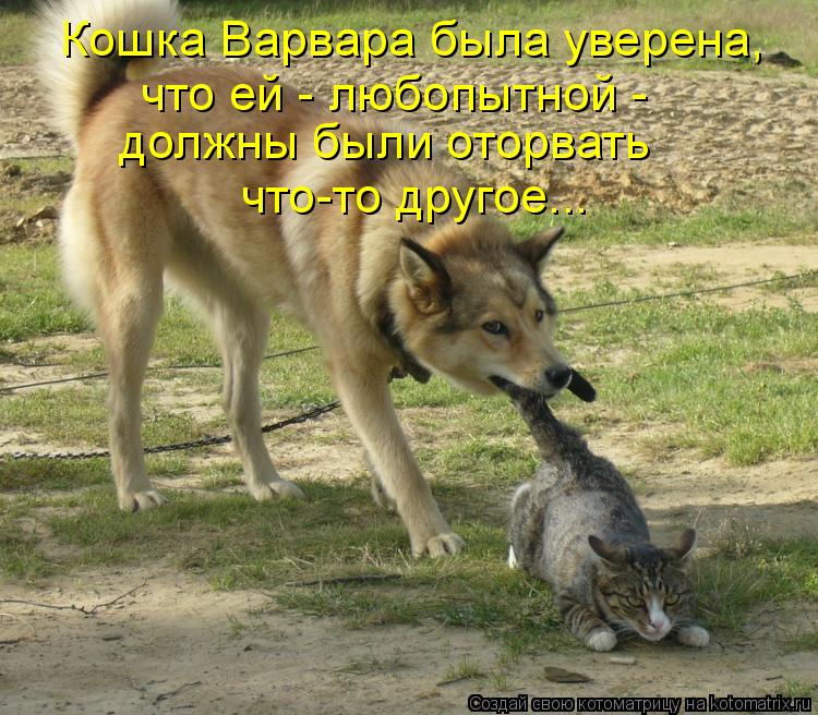 Кошка Варвара была уверена, что ей - любопытной - должны были оторвать что-то другое...... Котоматрица: Кошка Варвара была уверена, что ей - любопытной - должны были оторвать что-то другое...