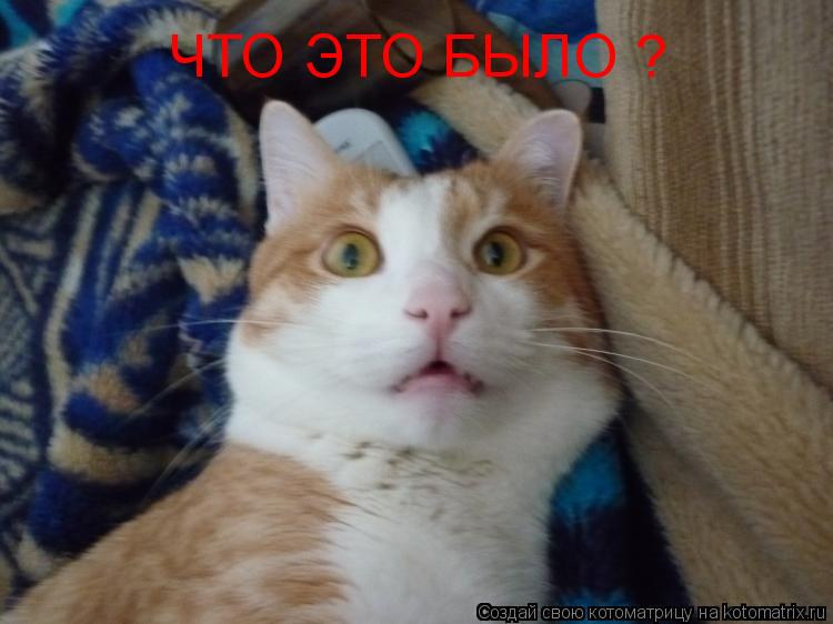 ЧТО ЭТО БЫЛО ?... Котоматрица: ЧТО ЭТО БЫЛО ?