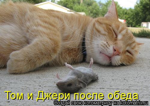 Том и Джери после обеда... Котоматрица: Том и Джери после обеда