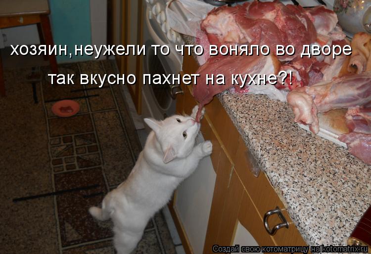хозяин,неужели то что воняло во дворе так вкусно пахнет на кухне?!... Котоматрица: хозяин,неужели то что воняло во дворе так вкусно пахнет на кухне?!