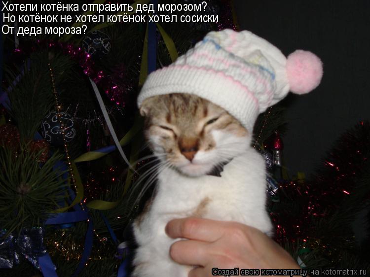 Хотели котёнка отправить дед морозом? Но котёнок не хотел котёнок хотел сосиски От деда мороза?... Котоматрица: Хотели котёнка отправить дед морозом? Но котёнок не хотел котёнок хотел сосиски От деда мороза?