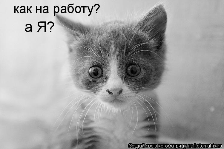 как на работу? а Я?... Котоматрица: как на работу? а Я?