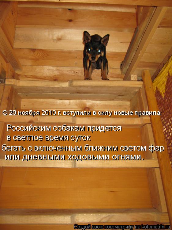 Российским собакам придется в светлое время суток бегать с включенным ближним светом фар С 20 ноябр... Котоматрица: Российским собакам придется в светлое время суток бегать с включенным ближним светом фар С 20 ноября 2010 г. вступили в силу новые правила: ил