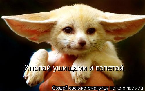 Хлопай ушищами и взлетай...... Котоматрица: Хлопай ушищами и взлетай...