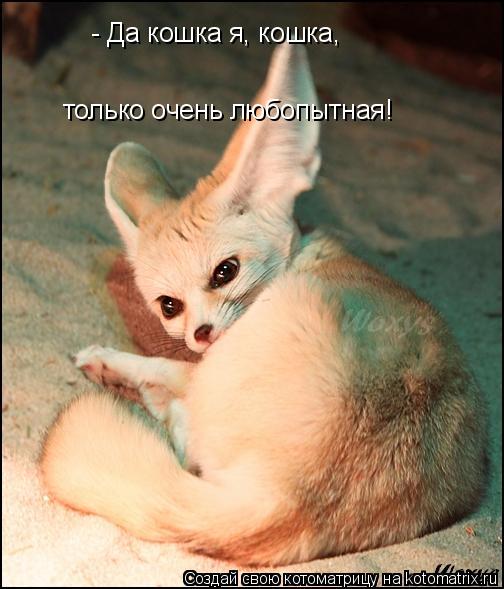 - Да кошка я, кошка, только очень любопытная!... Котоматрица: - Да кошка я, кошка, только очень любопытная!
