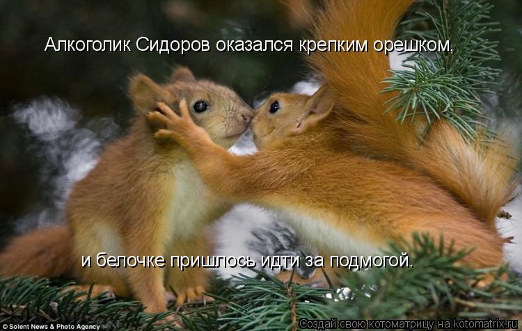 Алкоголик Сидоров оказался крепким орешком, и белочке пришлось идти за подмогой.... Котоматрица: Алкоголик Сидоров оказался крепким орешком, и белочке пришлось идти за подмогой.