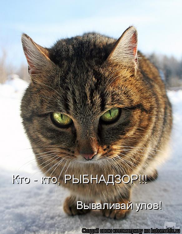 Вываливай улов! Кто - кто, РЫБНАДЗОР!!!... Котоматрица: Вываливай улов! Кто - кто, РЫБНАДЗОР!!!