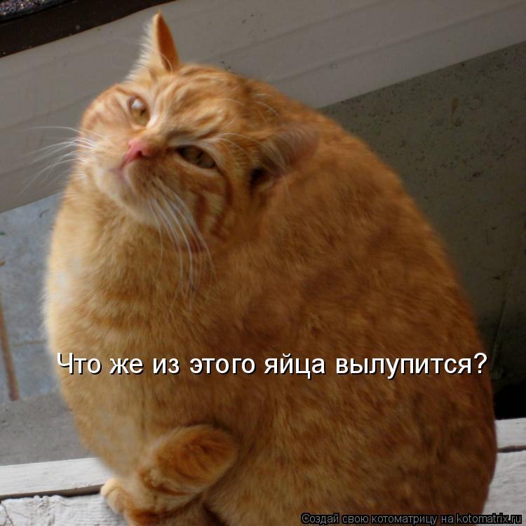 Что же из этого яйца вылупится?... Котоматрица: Что же из этого яйца вылупится?