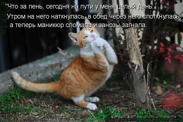 Утром на него наткнулась, в обед через него споткнулась, "Что за пень, сегодня на пути у меня целый... Котоматрица: Утром на него наткнулась, в обед через него споткнулась, "Что за пень, сегодня на пути у меня целый день. а теперь маникюр сломала и занозы з