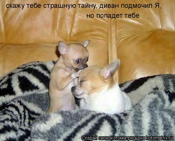 скажу тебе страшную тайну, диван подмочил Я, но попадет тебе... Котоматрица: скажу тебе страшную тайну, диван подмочил Я, но попадет тебе
