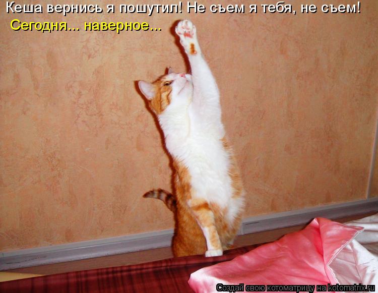 Кеша вернись я пошутил! Не съем я тебя, не съем! Сегодня... наверное...... Котоматрица: Кеша вернись я пошутил! Не съем я тебя, не съем! Сегодня... наверное...