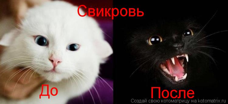 Свикровь До После... Котоматрица: Свикровь До После