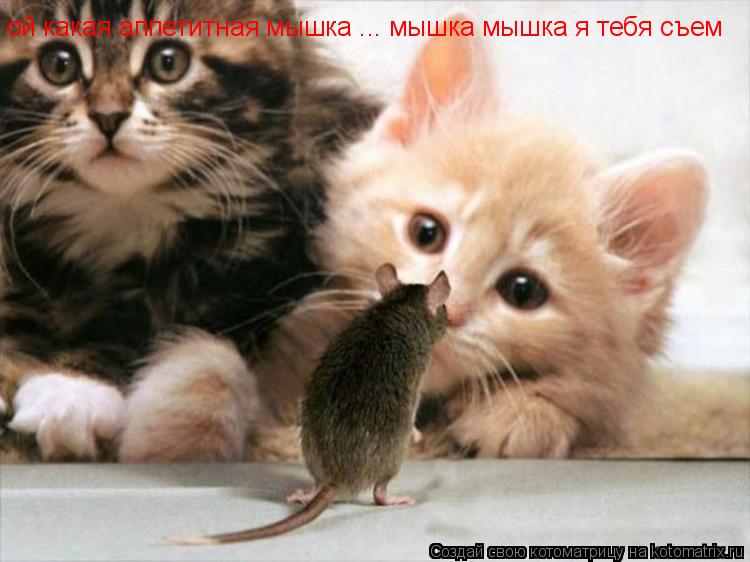 Котоматрица: ой какая аппетитная мышка ... мышка мышка я тебя съем