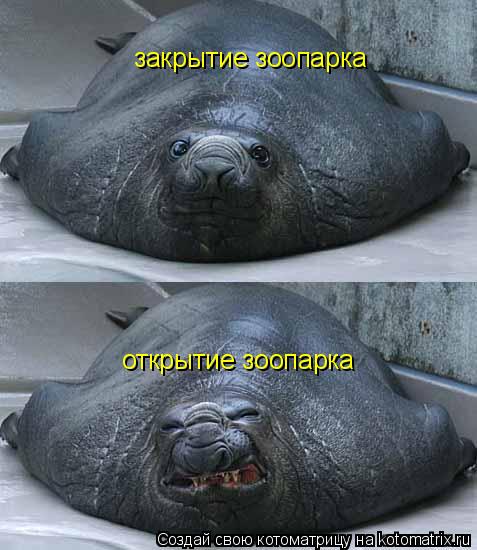 закрытие зоопарка открытие зоопарка... Котоматрица: закрытие зоопарка открытие зоопарка
