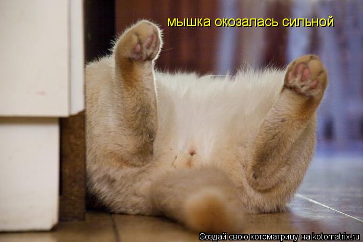 мышка окозалась сильной... Котоматрица: мышка окозалась сильной
