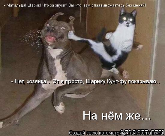 - Матильда! Шарик! Что за звуки? Вы что, там рпаазмножаетесь без меня?! - Нет, хозяйка... Эт я просто... Котоматрица: - Матильда! Шарик! Что за звуки? Вы что, там рпаазмножаетесь без меня?! - Нет, хозяйка... Эт я просто, Шарику Кунг-фу показываю.. На нём же...