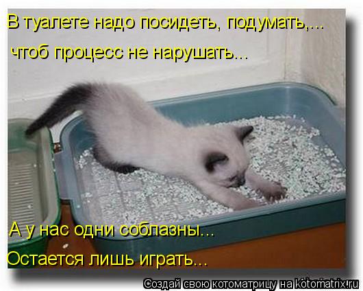 В туалете надо посидеть, подумать,... чтоб процесс не нарушать... А у нас одни соблазны... Остается ... Котоматрица: В туалете надо посидеть, подумать,... чтоб процесс не нарушать... А у нас одни соблазны... Остается лишь играть...