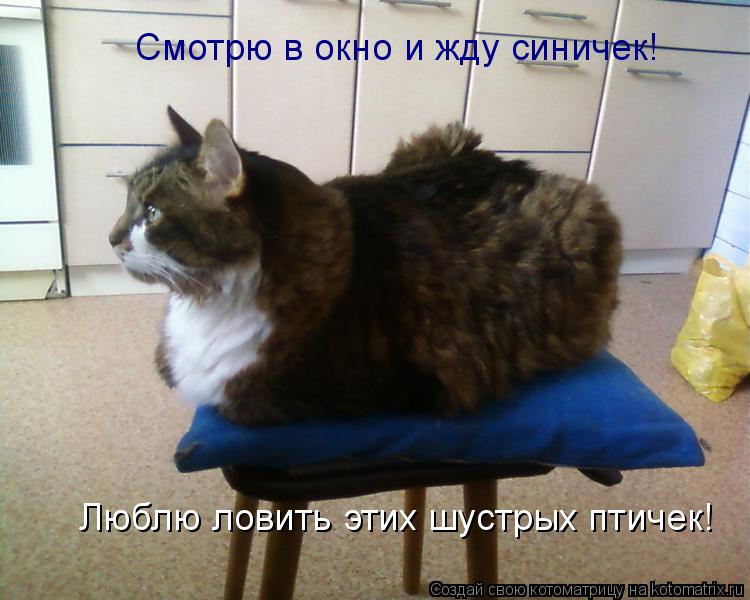 Смотрю в окно, не шевелюсь жду синичек Смотрю в окно, не шевелюсь жду синичек Смотрю в окно и жду син... Котоматрица: Смотрю в окно, не шевелюсь жду синичек Смотрю в окно, не шевелюсь жду синичек Смотрю в окно и жду синичек! Люблю ловить этих шустрых птичек!
