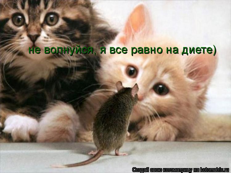 не волнуйся, я все равно на диете)... Котоматрица: не волнуйся, я все равно на диете)