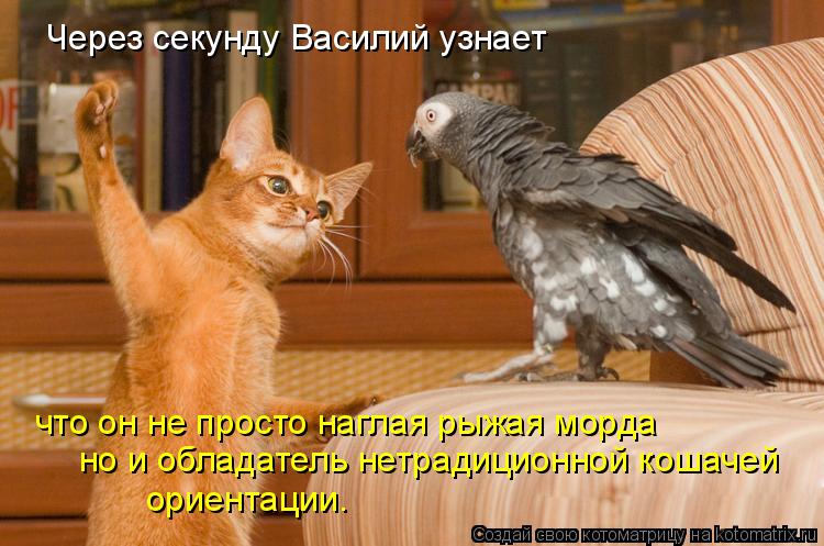 Котоматрица: Через секунду Василий узнает что он не просто наглая рыжая морда но и обладатель нетрадиционной кошачей ориентации.