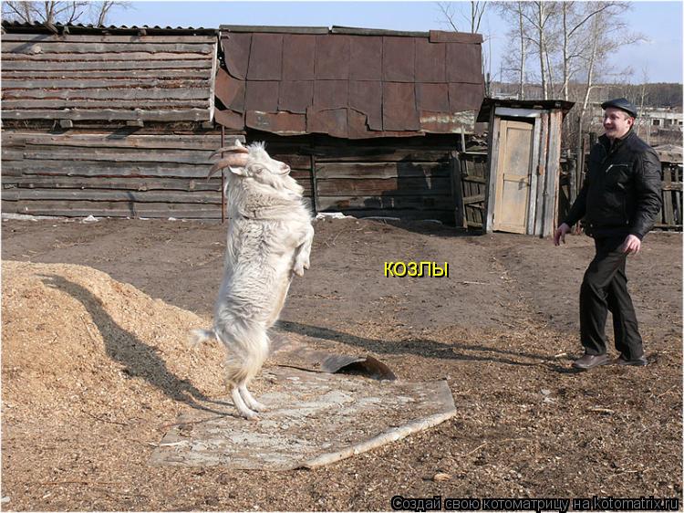 козлы... Котоматрица: козлы