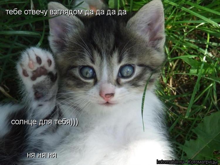 тебе отвечу взглядом да да да да солнце для тебя))) ня ня ня... Котоматрица: тебе отвечу взглядом да да да да солнце для тебя))) ня ня ня
