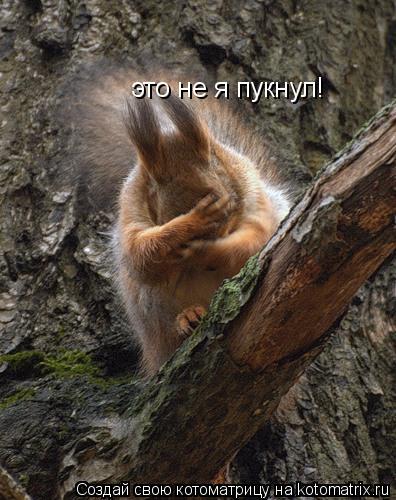 это не я пукнул!... Котоматрица: это не я пукнул!