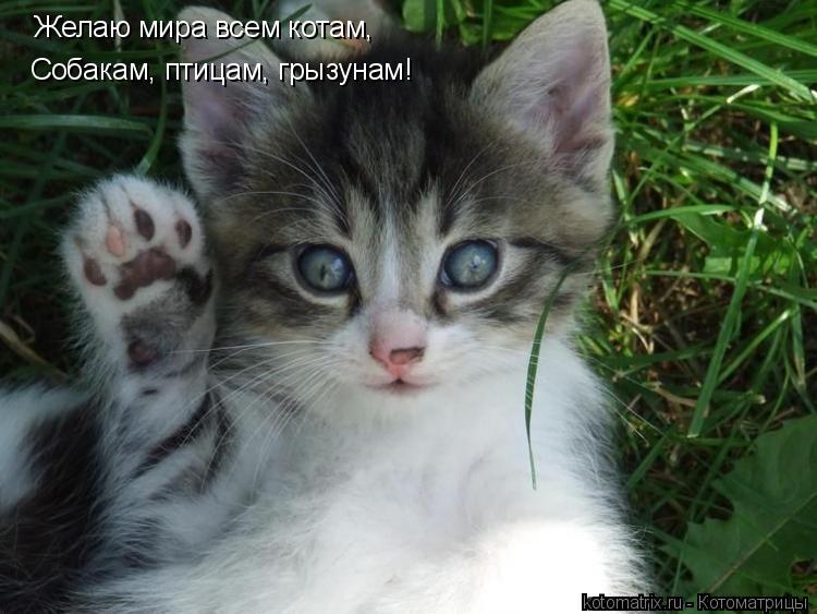 Желаю мира всем котам, Собакам, птицам, грызунам!... Котоматрица: Желаю мира всем котам, Собакам, птицам, грызунам!