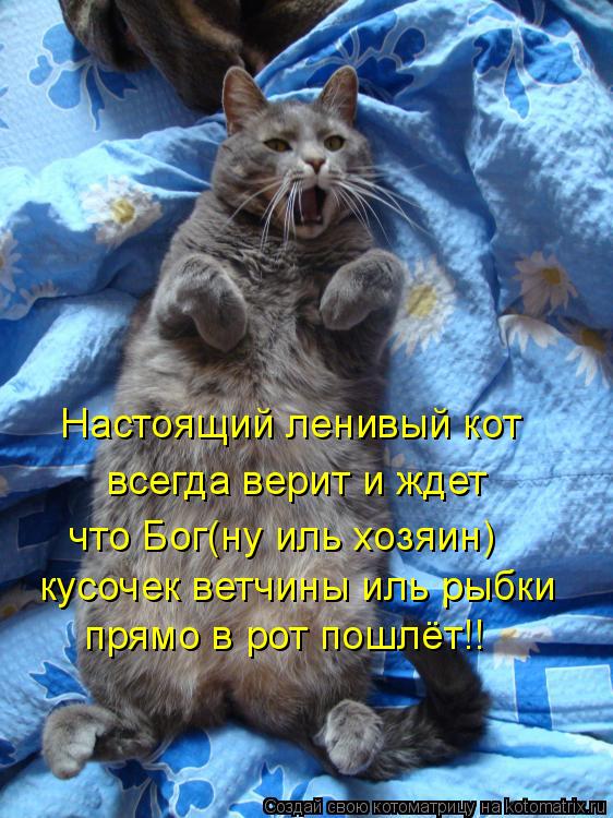 Настоящий ленивый кот всегда верит и ждет что Бог(ну иль хозяин) кусочек ветчины иль рыбки прямо в ро... Котоматрица: Настоящий ленивый кот всегда верит и ждет что Бог(ну иль хозяин) кусочек ветчины иль рыбки прямо в рот пошлёт!!