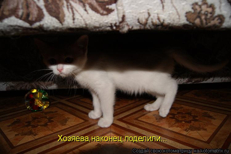 Хозяева,наконец,поделили...... Котоматрица: Хозяева,наконец,поделили...