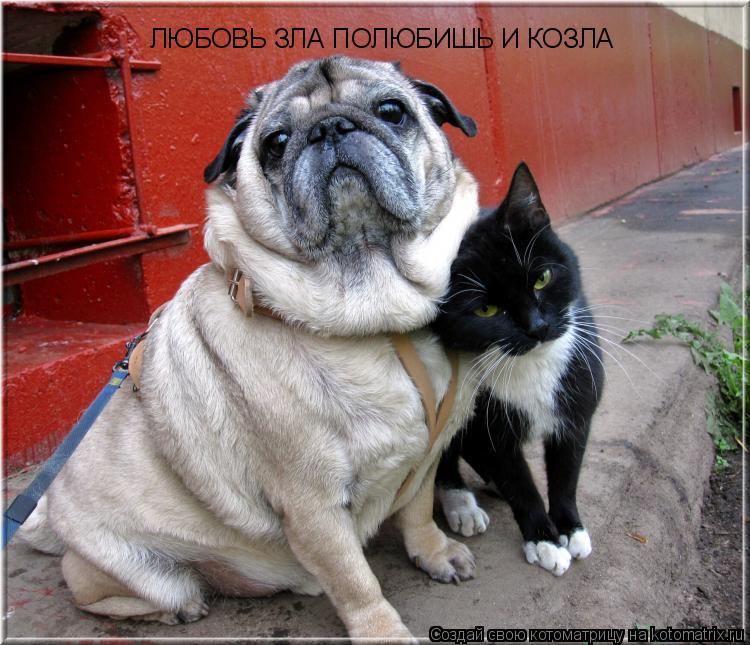 ЛЮБОВЬ ЗЛА ПОЛЮБИШЬ И КОЗЛА... Котоматрица: ЛЮБОВЬ ЗЛА ПОЛЮБИШЬ И КОЗЛА