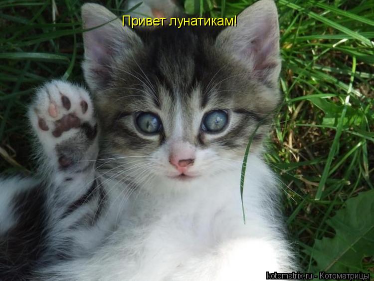 Привет лунатикам!... Котоматрица: Привет лунатикам!
