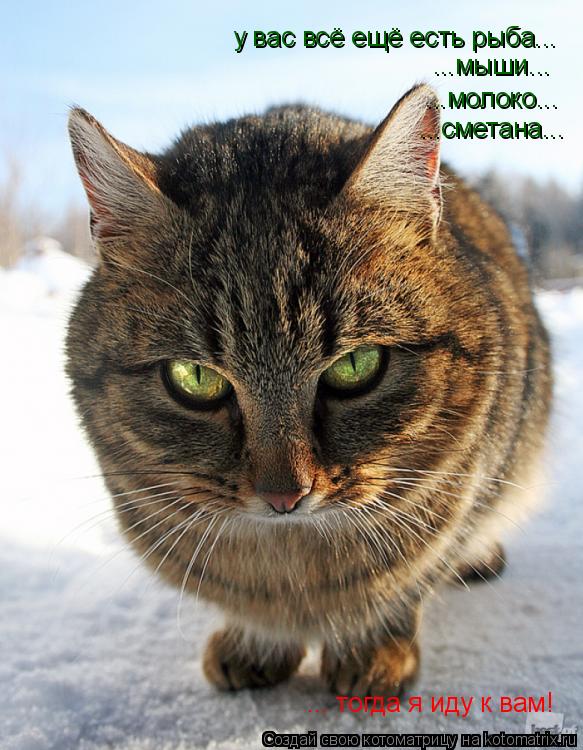 у вас всё ещё есть рыба... ... тогда я иду к вам! ...мыши... ...молоко... ...сметана...... Котоматрица: у вас всё ещё есть рыба... ... тогда я иду к вам! ...мыши... ...молоко... ...сметана...