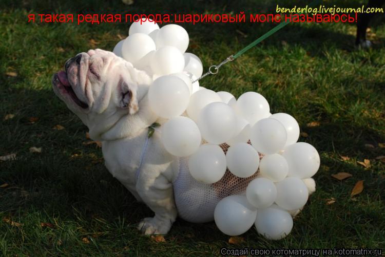 я такая редкая порода:шариковый мопс называюсь!... Котоматрица: я такая редкая порода:шариковый мопс называюсь!