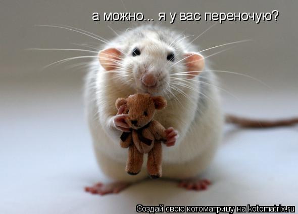 а можно... я у вас переночую?... Котоматрица: а можно... я у вас переночую?