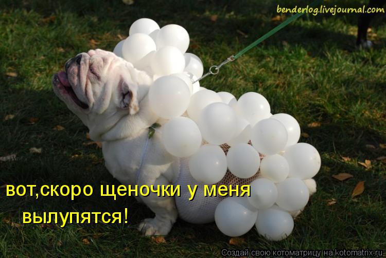 вот,скоро щеночки у меня вылупятся!... Котоматрица: вот,скоро щеночки у меня вылупятся!