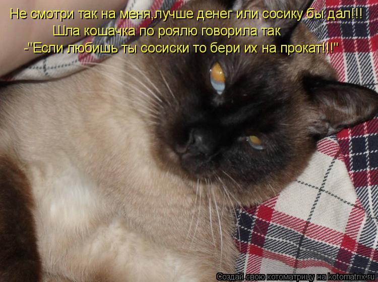 Не смотри так на меня,лучше денег или сосику бы дал!!! Шла кошачка по роялю говорила так -"Если любиш... Котоматрица: Не смотри так на меня,лучше денег или сосику бы дал!!! Шла кошачка по роялю говорила так -"Если любишь ты сосиски то бери их на прокат!!!"