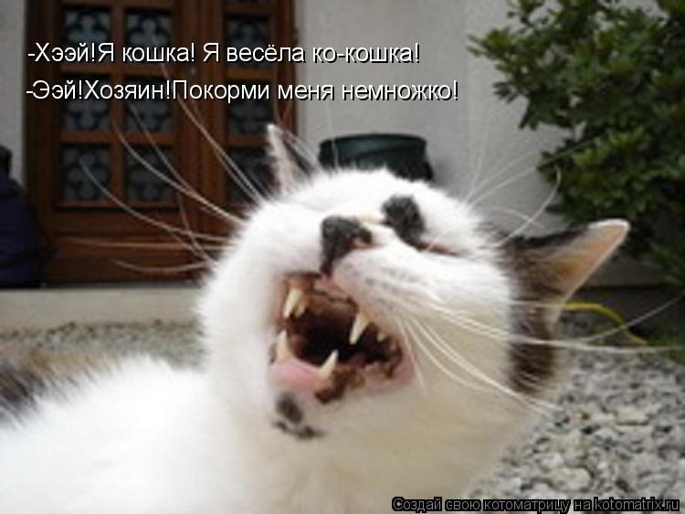 -Хээй!Я кошка! Я весёла ко-кошка! -Ээй!Хозяин!Покорми меня немножко!... Котоматрица: -Хээй!Я кошка! Я весёла ко-кошка! -Ээй!Хозяин!Покорми меня немножко!