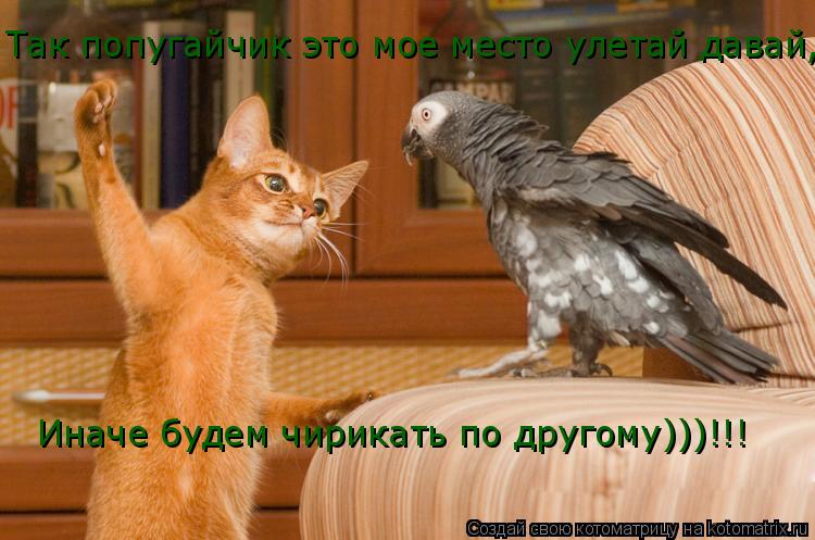 Так попугайчик это мое место улетай давай, Иначе будем чирикать по другому)))!!!... Котоматрица: Так попугайчик это мое место улетай давай, Иначе будем чирикать по другому)))!!!