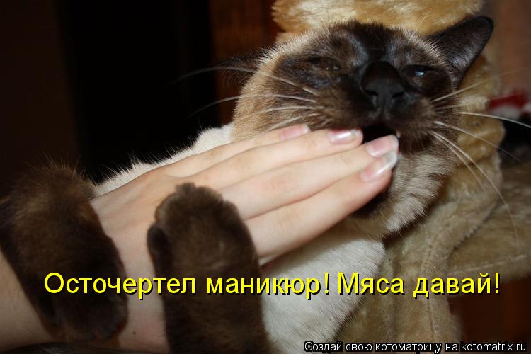 Осточертел маникюр! Мяса давай!... Котоматрица: Осточертел маникюр! Мяса давай!