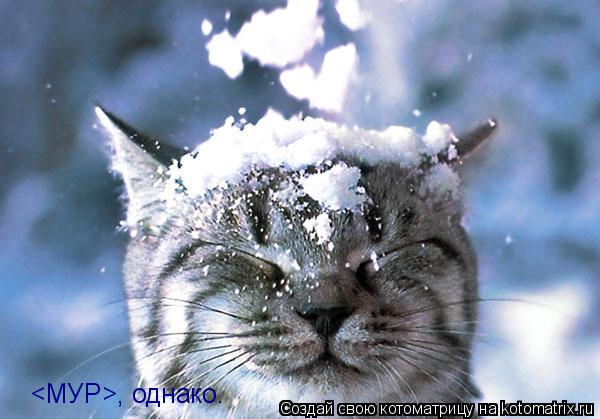 <МУР>, однако.... Котоматрица: <МУР>, однако.