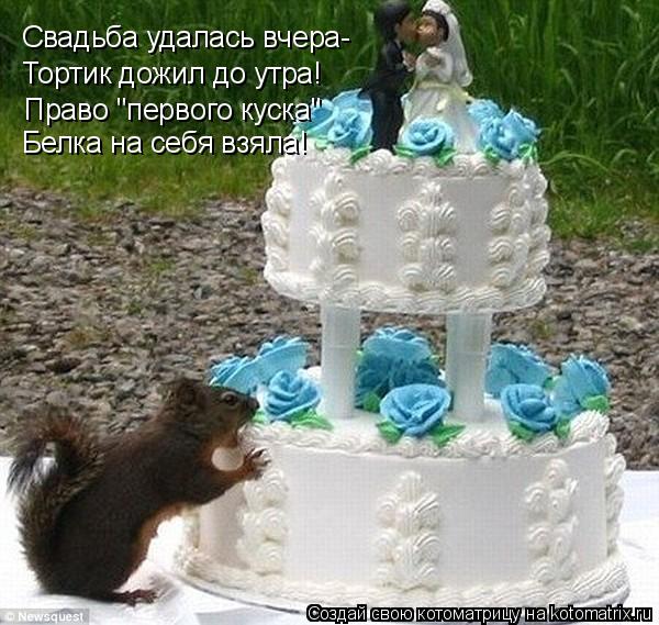 Свадьба удалась вчера- Тортик дожил до утра! Право "первого куска" Белка на себя взяла!... Котоматрица: Свадьба удалась вчера- Тортик дожил до утра! Право "первого куска" Белка на себя взяла!