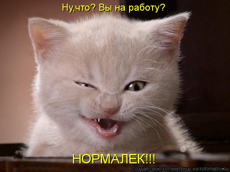 Ну,что? Вы на работу? НОРМАЛЕК!!!... Котоматрица: Ну,что? Вы на работу? НОРМАЛЕК!!!