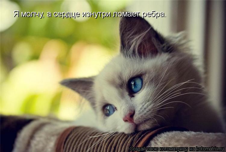 Я молчу, а сердце изнутри ломает ребра.... Котоматрица: Я молчу, а сердце изнутри ломает ребра.