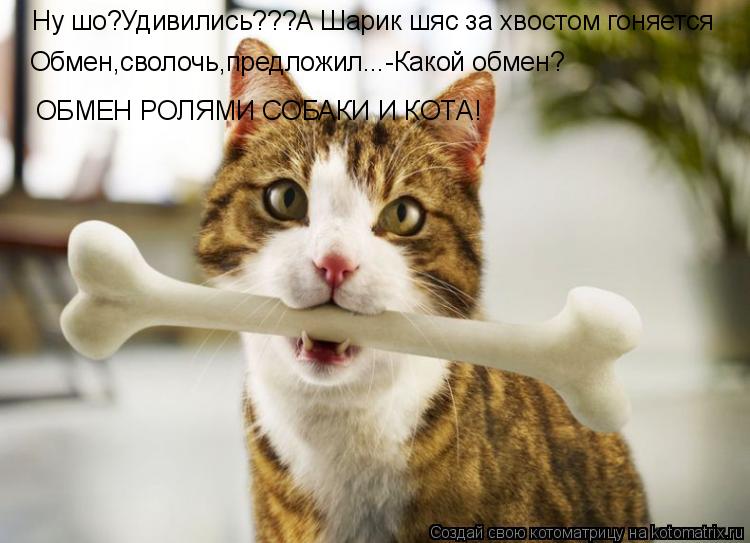 Ну шо?Удивились???А Шарик шяс за хвостом гоняется Обмен,сволочь,предложил...-Какой обмен? ОБМЕН РОЛЯМ... Котоматрица: Ну шо?Удивились???А Шарик шяс за хвостом гоняется Обмен,сволочь,предложил...-Какой обмен? ОБМЕН РОЛЯМИ СОБАКИ И КОТА!