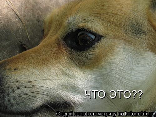 ЧТО ЭТО??... Котоматрица: ЧТО ЭТО??