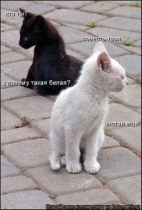 кто ты? совесть твоя... а почему такая белая? чистая ещё!... Котоматрица: кто ты? совесть твоя... а почему такая белая? чистая ещё!