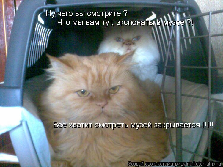 Ну чего вы смотрите ? Что мы вам тут, экспонаты в музее ?! Все хватит смотреть музей закрывается !!!!... Котоматрица: Ну чего вы смотрите ? Что мы вам тут, экспонаты в музее ?! Все хватит смотреть музей закрывается !!!!!