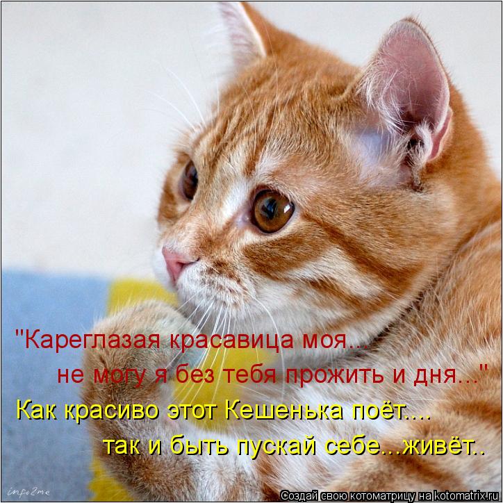 "Кареглазая красавица моя... не могу я без тебя прожить и дня..." Как красиво этот Кешенька поёт.... ... Котоматрица: "Кареглазая красавица моя... не могу я без тебя прожить и дня..." Как красиво этот Кешенька поёт.... так и быть пускай себе...живёт..