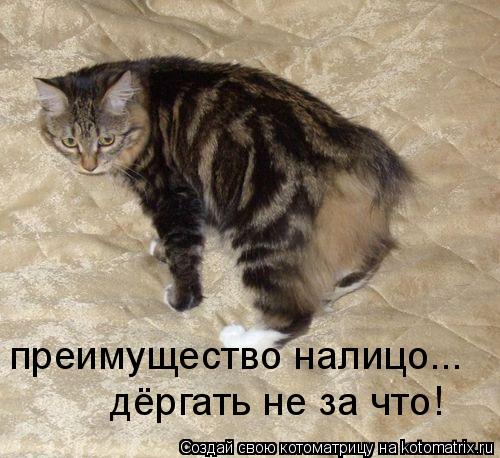 преимущество налицо... дёргать не за что!... Котоматрица: преимущество налицо... дёргать не за что!